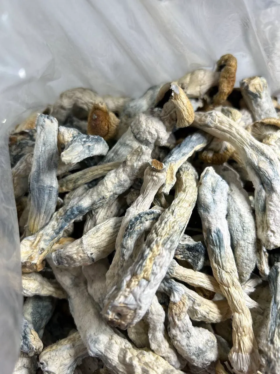 Escorts Fredericton, New Brunswick Lizzy